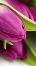 Plantas,Flores,Tulipanes para Samsung Z1