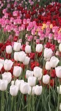 Plantas,Flores,Tulipanes para Samsung Galaxy On5