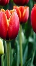 Plantas,Flores,Tulipanes para Sony Xperia E4