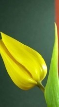 Descargar la imagen Tulipanes,Plantas,Flores para celular gratis.