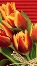 Descargar la imagen Flores,Tulipanes,Plantas para celular gratis.