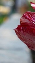 Descargar la imagen Tulipanes,Plantas,Flores para celular gratis.