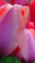 Flores,Plantas,Tulipanes para Apple iPhone 4