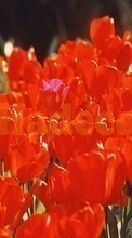 Plantas,Flores,Tulipanes para Sony Xperia Z3 Plus