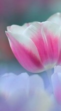 Flores,Plantas,Tulipanes para LG Optimus F5 P875