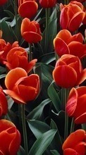 Flores,Plantas,Tulipanes para LG P500 Optimus One