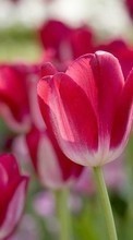 Flores,Plantas,Tulipanes para Samsung Galaxy xCover 2