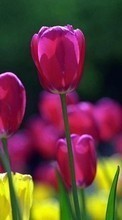 Descargar la imagen Flores,Plantas,Tulipanes para celular gratis.