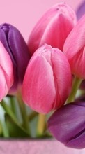Descargar la imagen Flores,Plantas,Tulipanes para celular gratis.