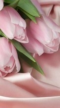 Flores,Plantas,Tulipanes para Nokia 206