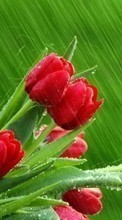 Flores,Plantas,Tulipanes para Sony Ericsson Xperia X8