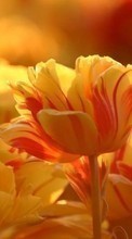 Flores,Plantas,Tulipanes para Micromax D200