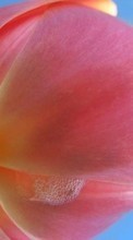 Descargar la imagen 240x400 Plantas,Flores,Tulipanes para celular gratis.