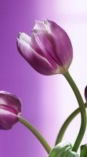 Descargar la imagen 240x400 Plantas,Flores,Tulipanes para celular gratis.