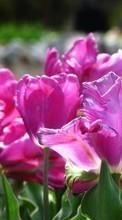 Descargar la imagen 320x240 Plantas,Flores,Tulipanes para celular gratis.