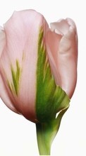 Descargar la imagen 320x240 Plantas,Flores,Tulipanes para celular gratis.