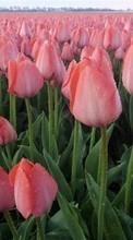 Plantas,Flores,Tulipanes para Samsung Galaxy Grand Max