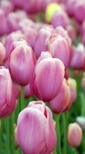 Descargar la imagen 240x320 Plantas,Flores,Tulipanes para celular gratis.