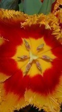 Descargar la imagen 320x480 Plantas,Flores,Tulipanes para celular gratis.
