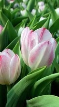 Descargar la imagen 128x160 Plantas,Flores,Tulipanes para celular gratis.