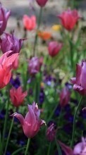 Descargar la imagen 360x640 Plantas,Flores,Tulipanes para celular gratis.