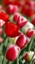 Plantas,Flores,Tulipanes para LG Optimus Swift GT540