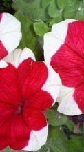 Descargar la imagen 540x960 Plantas,Flores,Enredadera para celular gratis.