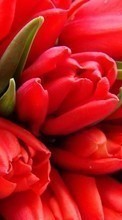 Descargar la imagen Flores,Imágenes,Tulipanes para celular gratis.