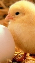 Descargar la imagen Animales,Huevos,Polluelos para celular gratis.