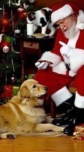 Descargar la imagen Vacaciones,Animales,Gatos,Perros,Año Nuevo,Jack Frost,Papá Noel,Navidad,Pigs para celular gratis.