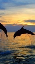 Descargar la imagen Delfines,Mar,Paisaje,Animales para celular gratis.