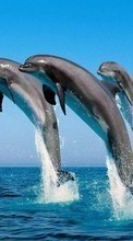 Descargar la imagen 1024x768 Animales,Agua,Delfines,Mar,Peces para celular gratis.