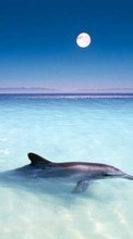 Descargar la imagen Animales,Agua,Delfines,Mar,Peces para celular gratis.