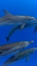 Descargar la imagen 1280x800 Animales,Delfines,Mar,Peces para celular gratis.