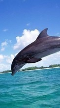 Descargar la imagen Animales,Delfines,Mar,Peces para celular gratis.