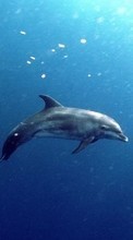 Descargar la imagen 320x480 Animales,Delfines,Mar,Peces para celular gratis.