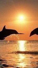 Descargar la imagen Animales,Puesta del sol,Delfines,Mar,Sol para celular gratis.