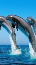 Descargar la imagen Animales,Agua,Delfines,Mar para celular gratis.