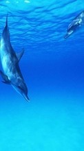 Descargar la imagen Animales,Agua,Delfines,Mar,Peces para celular gratis.