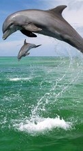 Descargar la imagen 240x400 Animales,Agua,Delfines,Mar para celular gratis.