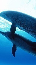 Descargar la imagen Animales,Delfines,Mar para celular gratis.