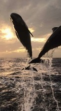 Descargar la imagen Delfines,Mar,Animales para celular gratis.