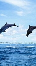 Descargar la imagen Animales,Naturaleza,Delfines para celular gratis.