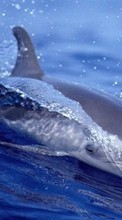 Descargar la imagen 128x160 Animales,Agua,Delfines,Peces para celular gratis.
