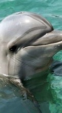 Descargar la imagen Animales,Delfines,Peces para celular gratis.