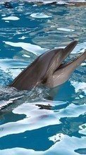 Descargar la imagen Animales,Agua,Delfines para celular gratis.
