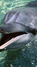 Descargar la imagen Animales,Agua,Delfines para celular gratis.