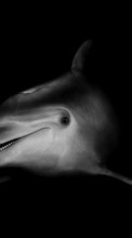 Delfines,Animales para LG G5 H845