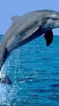 Delfines,Animales para Samsung B3210