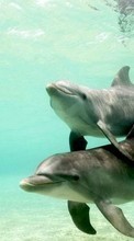 Descargar la imagen Delfines,Animales para celular gratis.